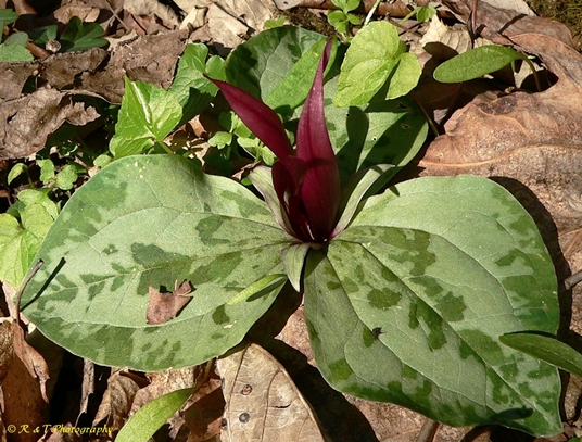 {Trillium decumbens}